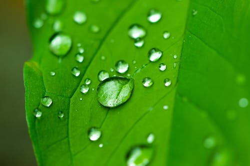 Close-Up Shot of Dewdrops on a Leaf