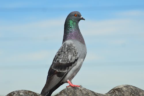 Close-Up Shot of a Pigeon Perched on a Rock