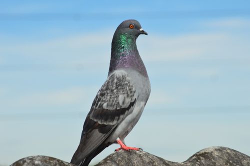 Free A close-up of a rock pigeon with iridescent feathers perched outdoors on a sunny day. Stock Photo