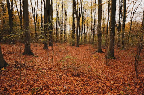 Free stock photo of autumn, autumn colors, fall