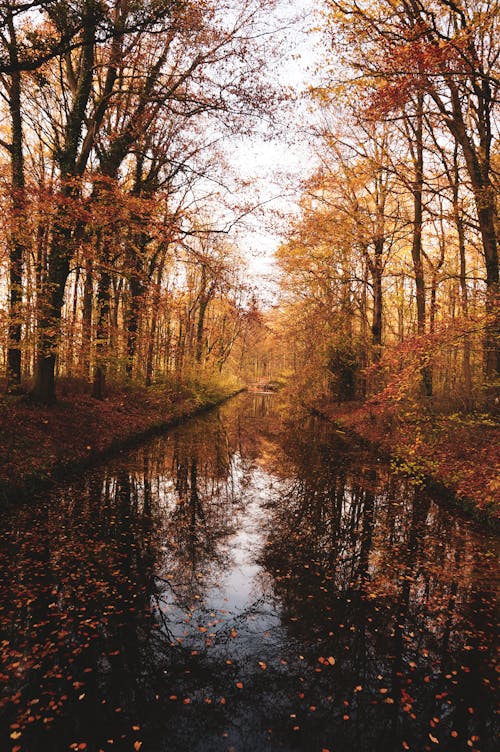 A Pathway in the Forest