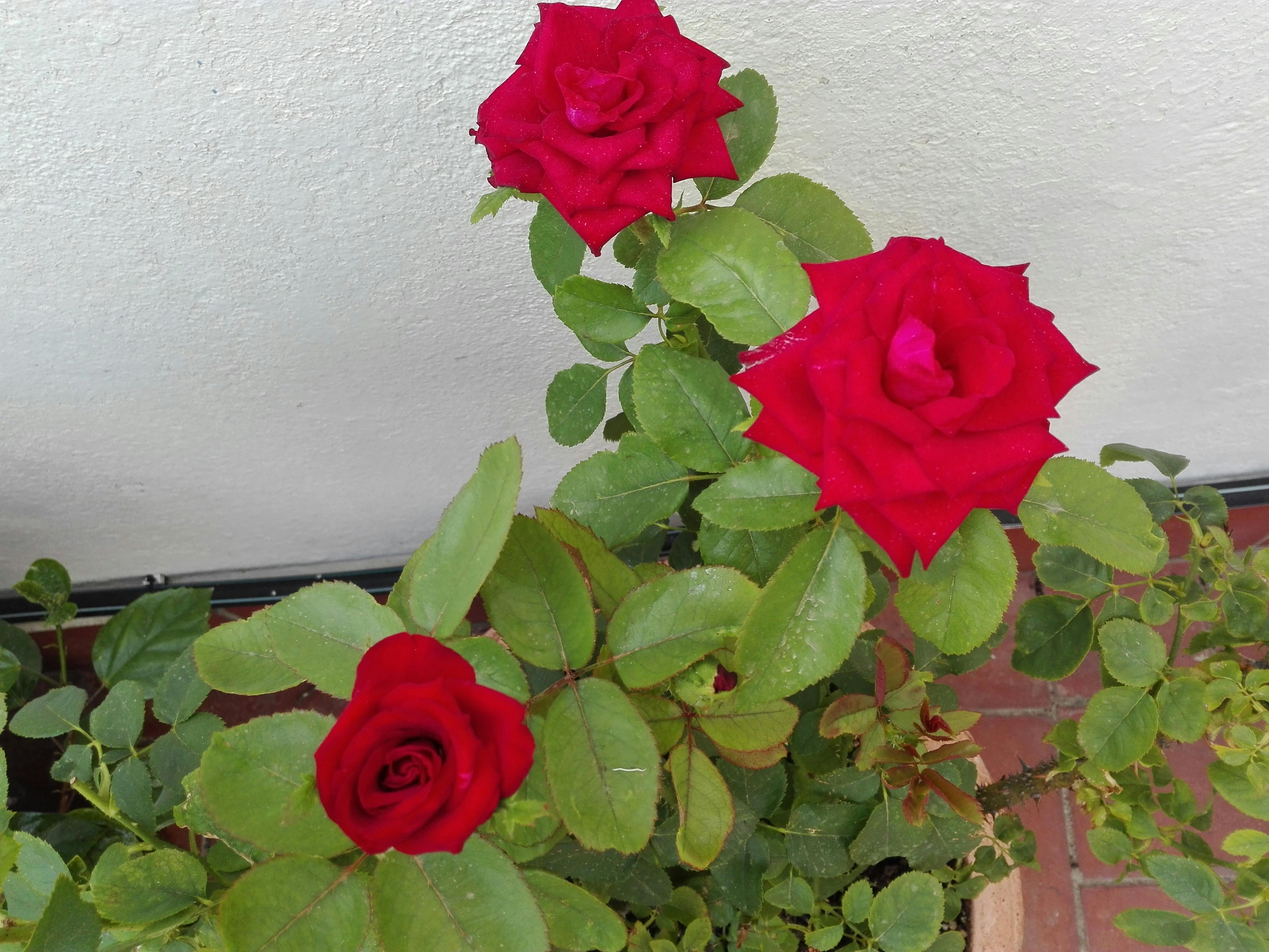 Free stock photo of Roses plants red