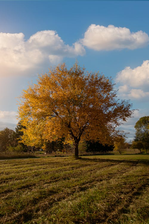 ağaç, alan, çevre içeren Ücretsiz stok fotoğraf