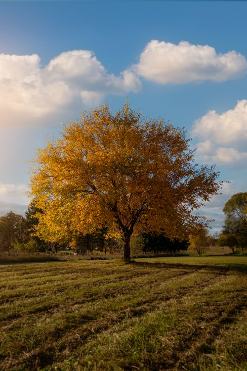 Free Vibrant autumn tree standing alone in a sunlit field under a bright blue sky. Stock Photo