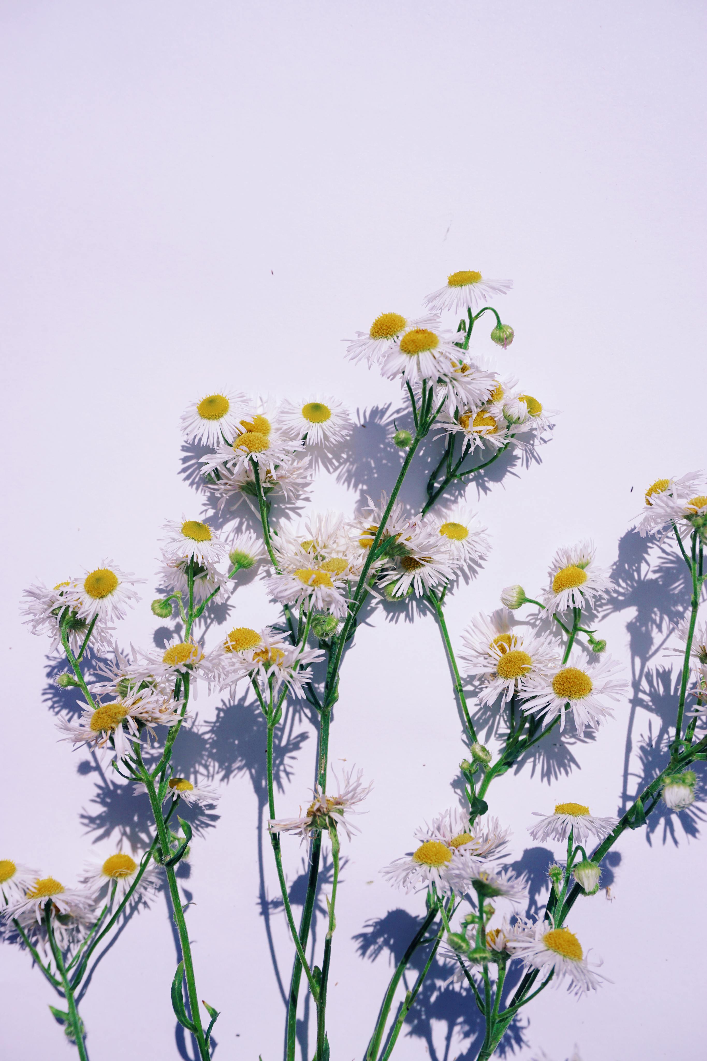 Artistic photo of white daisies casting shadows on a blank background.