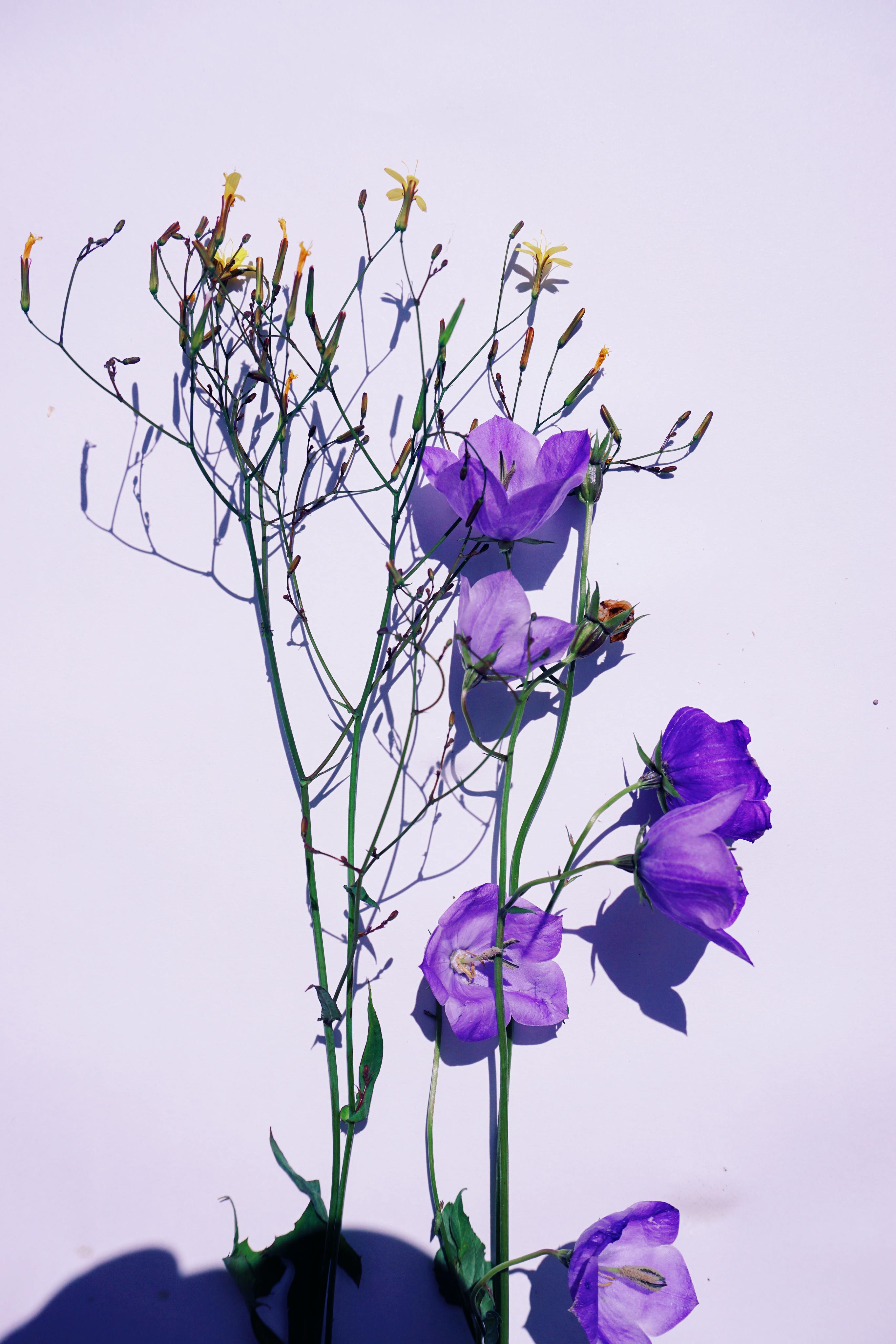 A close-up of delicate purple bellflowers arranged on a white surface.