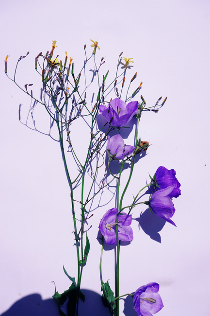 A close-up of delicate purple bellflowers arranged on a white surface.