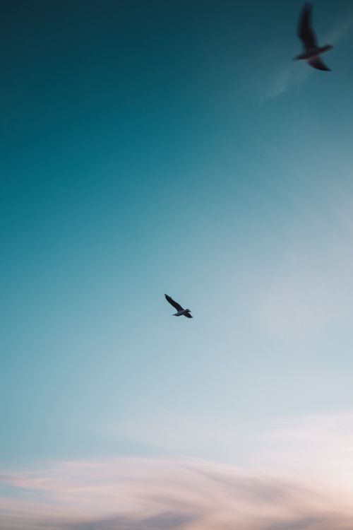 Free A serene image of seagulls soaring in a clear blue sky, captured in Black Rock, Australia. Stock Photo