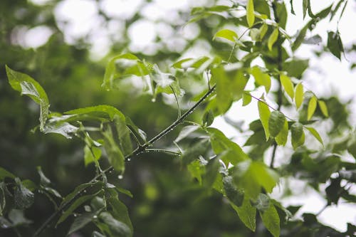 Free Drops of rain on a branch Stock Photo