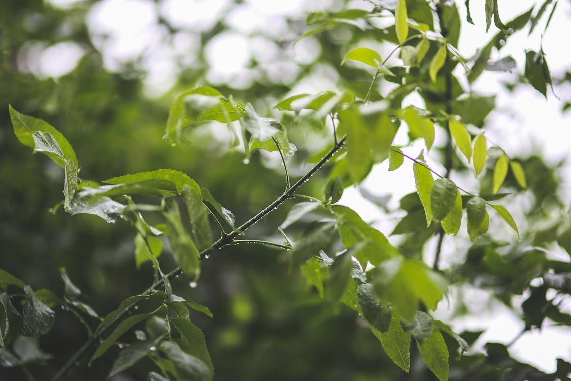 Gratuit Imagine de stoc gratuită din creangă, frunze, natură Fotografie de stoc
