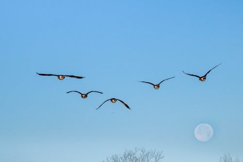 Free Flock of Birds Flying in the Sky Stock Photo