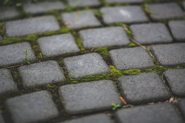 Paving Stones With Moss