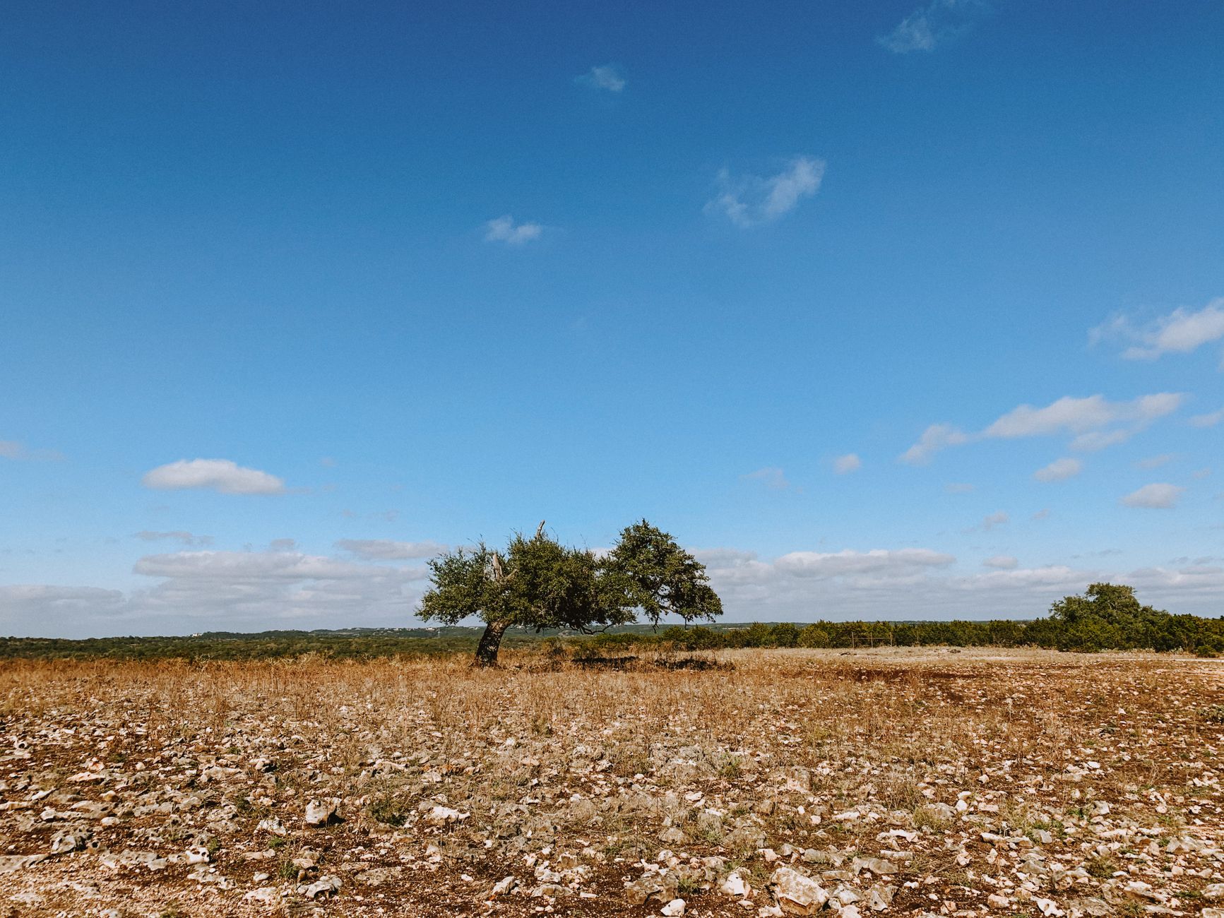 A solitary tree stands in a rocky field under a bright blue sky, capturing the essence of nature's tranquility.