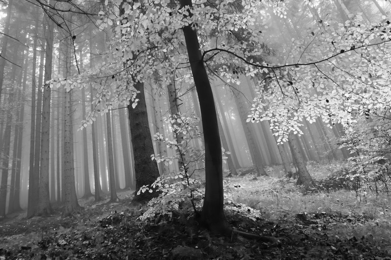 a serene grayscale image of a misty forest with sunlight filtering thr