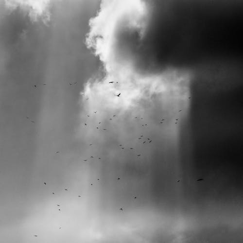 Grayscale Photo of Birds Flying in the Sky