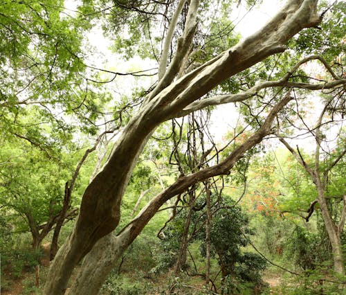 Free stock photo of go green, green, leaves