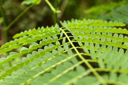 Free stock photo of go green, green, leaves