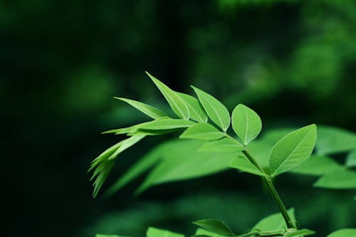 Free stock photo of go green, green, leaves