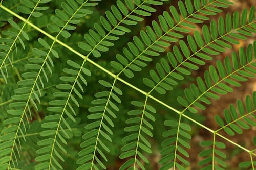 Free stock photo of go green, green, leaves