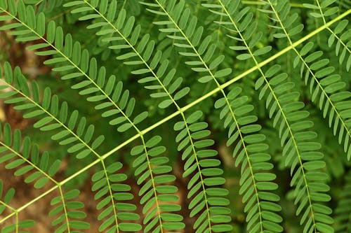Free stock photo of go green, green, leaves