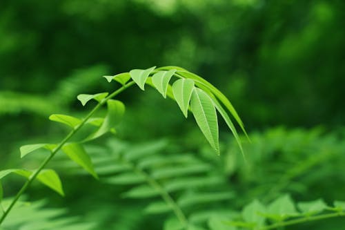 Free stock photo of go green, green, leaves