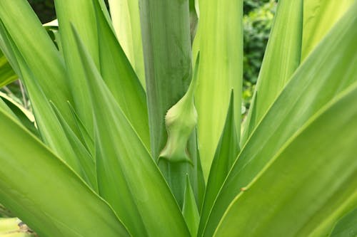 Free stock photo of go green, green, leaves