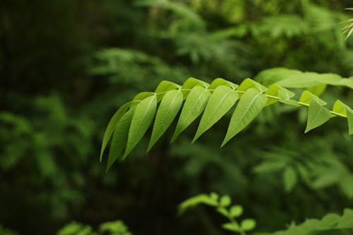 Free stock photo of go green, green, leaves