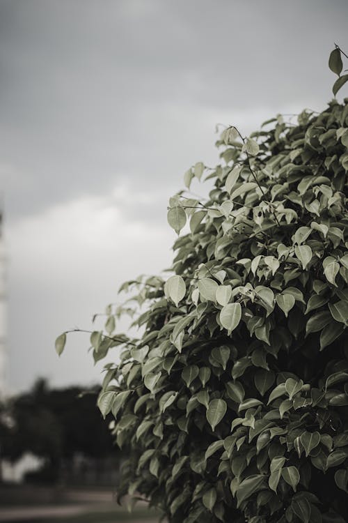 Green Leaves of a Garden Shrub