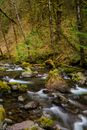 River with Mossy Rocks Near Green Trees
