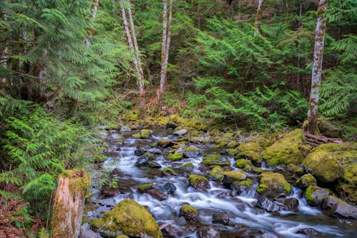 Foto d'estoc gratuïta de arbres, en cascada, exposició prolongada