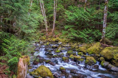 Free A tranquil creek flows through a verdant forest with moss-covered rocks, epitomizing nature's serenity. Stock Photo