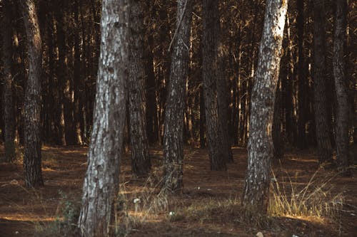 bezplatná Základová fotografie zdarma na téma kmeny stromů, les, příroda Základová fotografie