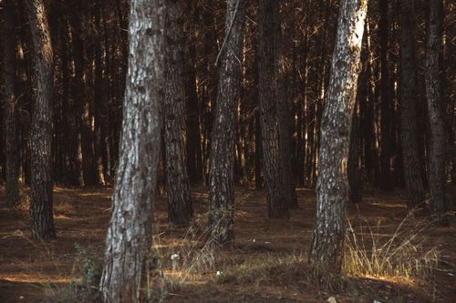 Free Beautiful forest view with sunlit tree trunks, capturing a tranquil natural atmosphere. Stock Photo