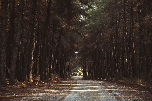 Free Quiet forest pathway surrounded by tall trees, perfect for a peaceful nature walk. Stock Photo
