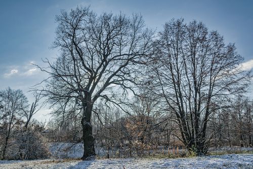 Free Tranquil winter landscape featuring leafless trees under a clear blue sky. Stock Photo