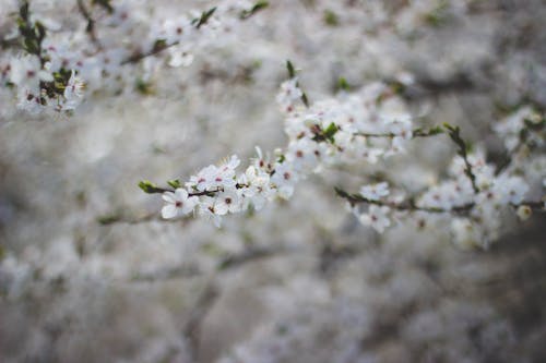 Gratis arkivbilde med blomster, fjær, gren