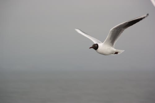 Gratis stockfoto met meeuw, vogelvliegen, waterkant