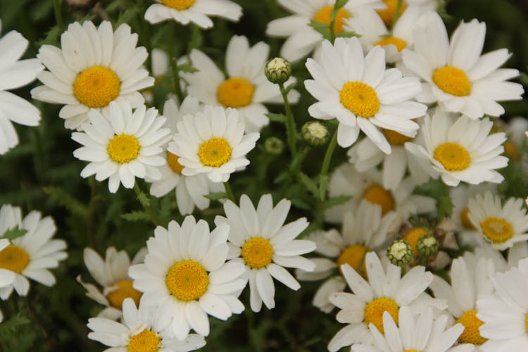 White Daisy Flowers And Buds