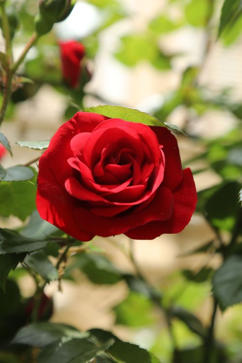 Free A vivid red rose in full bloom with lush green leaves in a sunlit garden setting. Stock Photo