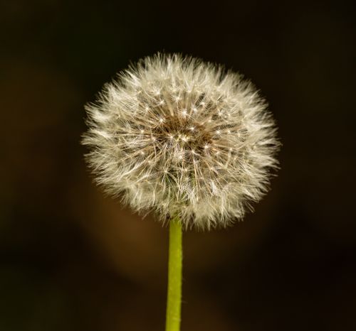 Free A detailed close-up of a white dandelion seed head isolated against a dark background. Stock Photo