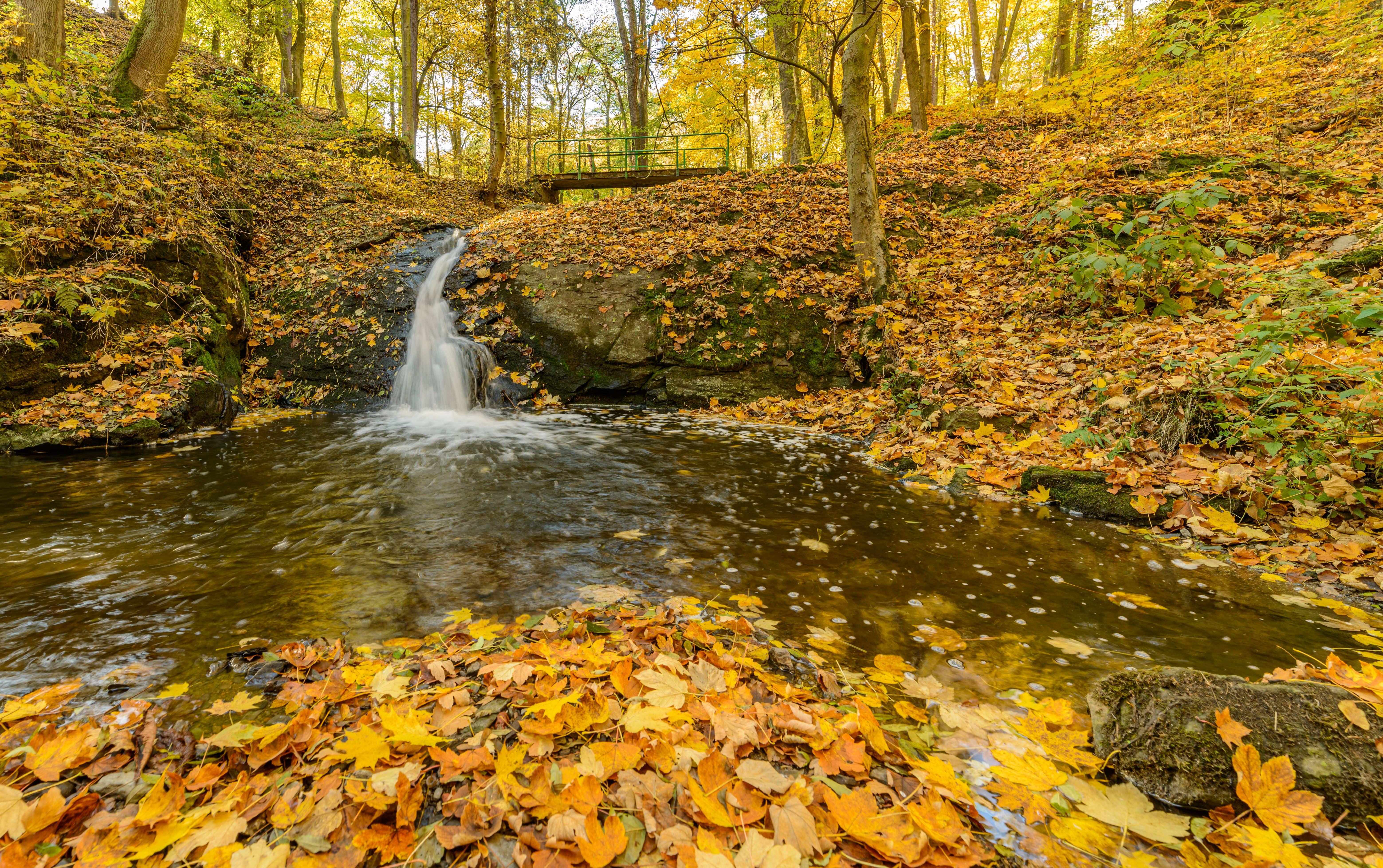 Brown Leaves on the River · Free Stock Photo