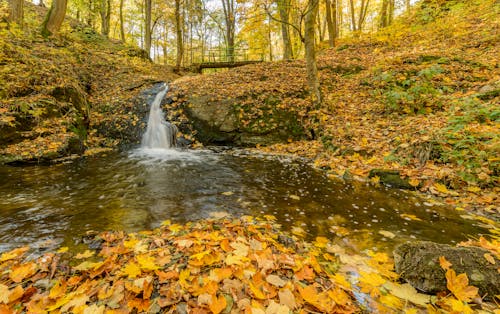 無料 シーズン, 乾燥した葉, 川の無料の写真素材 写真素材