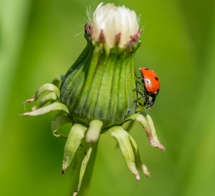 Ladybug on Green Flower Bud