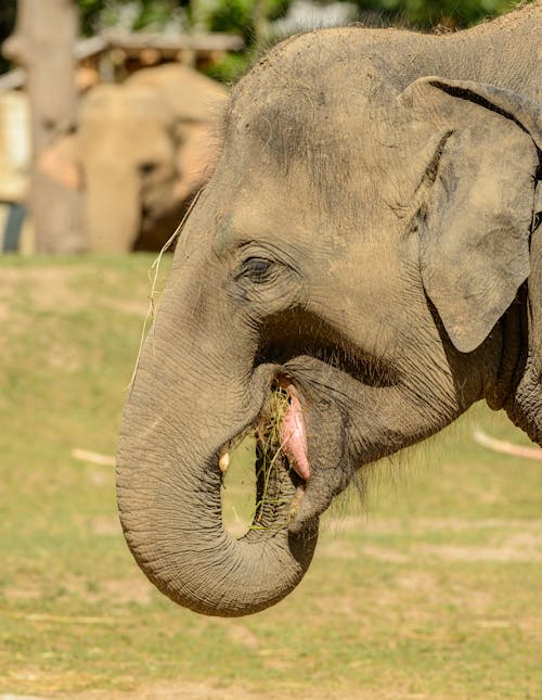 Close-Up Shot of an Elephant
