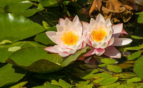 Free Beautiful pink water lilies in full bloom amidst vibrant green leaves on a tranquil pond. Stock Photo