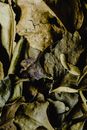 Brown and Green Dried Leaves in Close Up Photography
