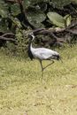 Graceful crane with long neck and gray plumage standing on lawn against lush plants in zoological garden