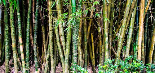 Bunch of Green and Brown Bamboos