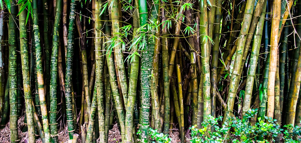 一堆绿色和棕色的竹子