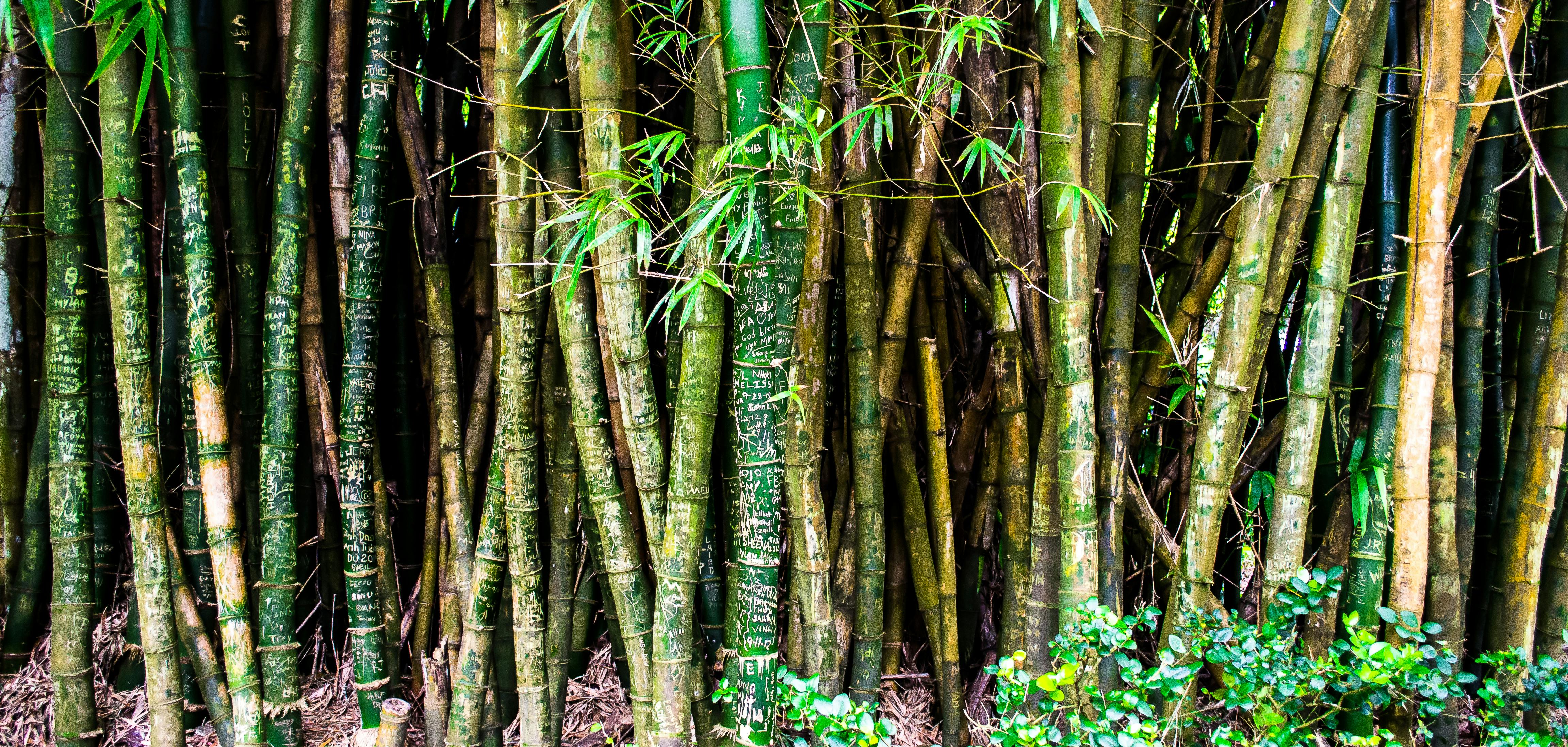 Download Bamboo wallpapers for mobile phone, free Bamboo HD pictures